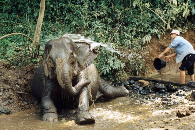Elephant washing