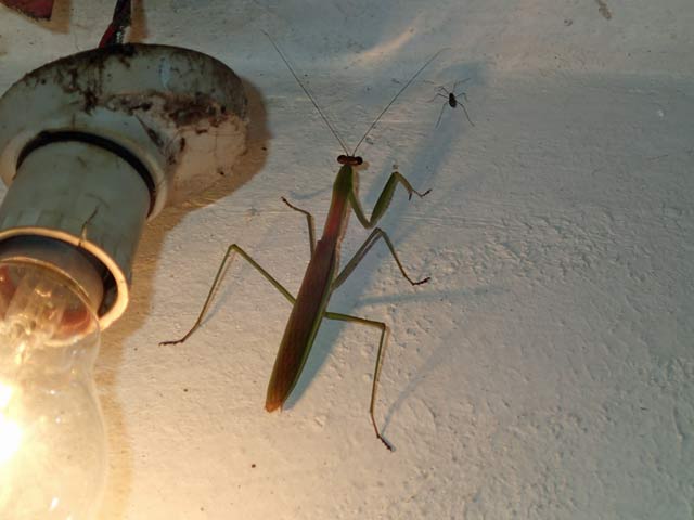 Toilet mantis