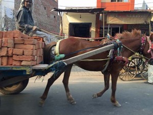 A horse and cart in India