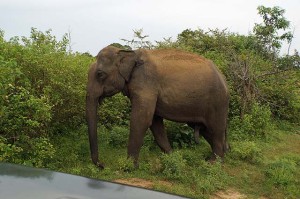 Elephant