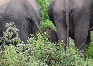 Elephant bottoms