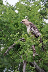 Hawk eagle in Sri Lanka