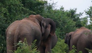 Elephants