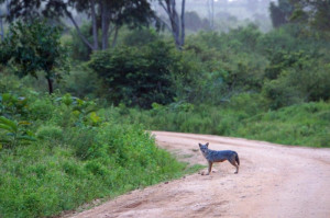 Jackal at Udawalawe NP