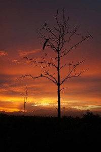 Peacock roosting at sunset