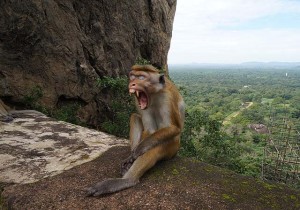 Monkey at Sigiriya