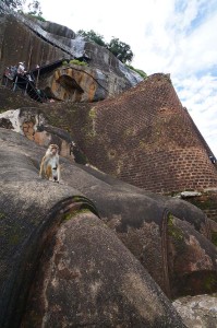 Monkey at Sigiriya