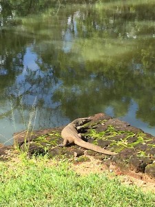 Monitor lizard at Lion Rock