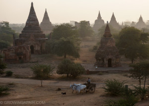 Oxen and cart in the early morning mist in Bagan