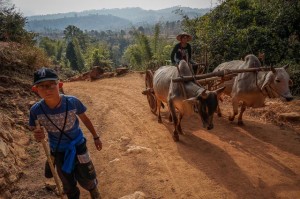 Buffalo and cart on the track to Inle Lake