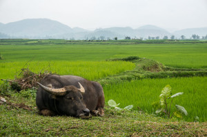 Buffalo relaxes in the rice paddy fields around Phong Nha Vietnam