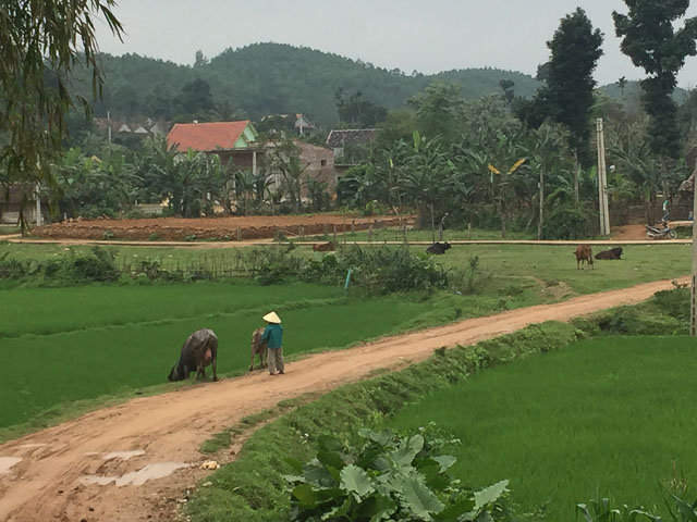 Paddy fields surrounding Phong Nha in Vietnam