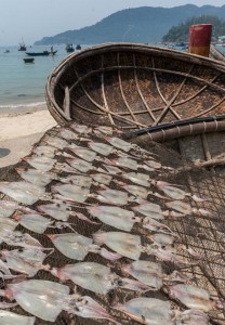 Squid drying in the sun