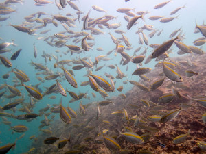 tropical snorkelling with fish