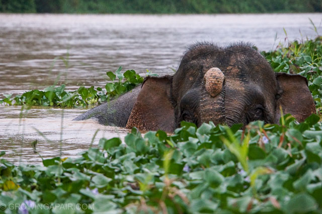 A young elephant swimming in the Kainabatangan River, Borneo