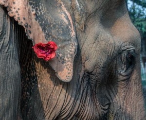 Elephant Nature Park, Chiang Mai