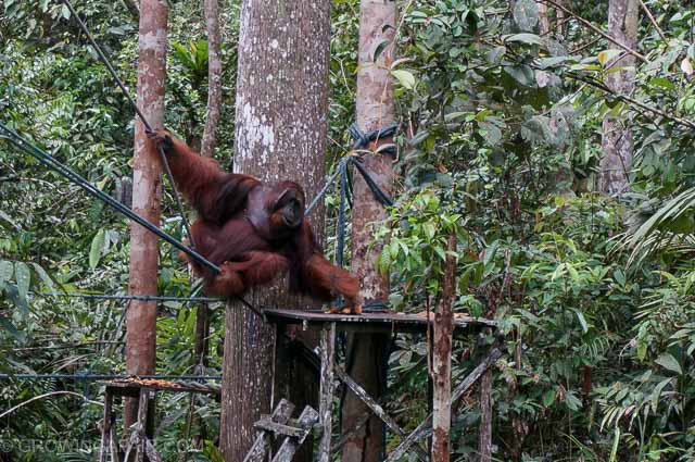 An orangutan eating in the rehabilitaion centre