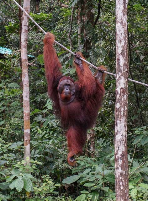 Huge orangutan in semenggoh Nature Reserve