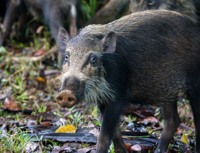 Bako National park bearded pig