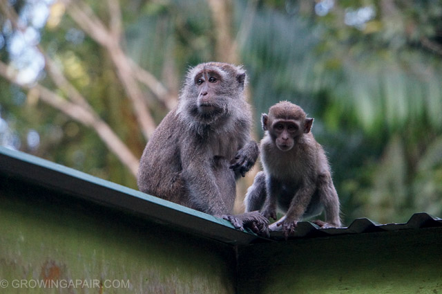 Bako National Park macaques, Borneo