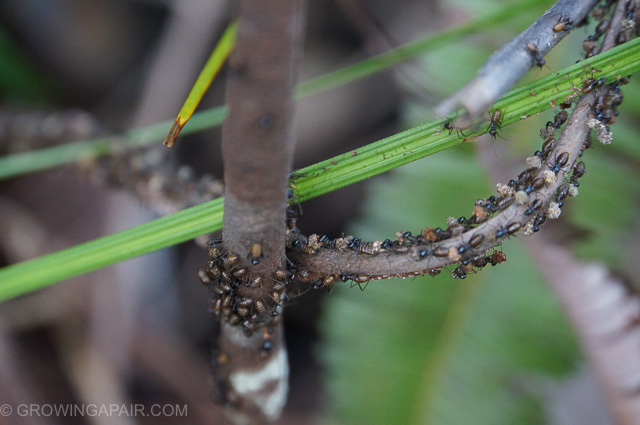 Bako national Park termites Borneo