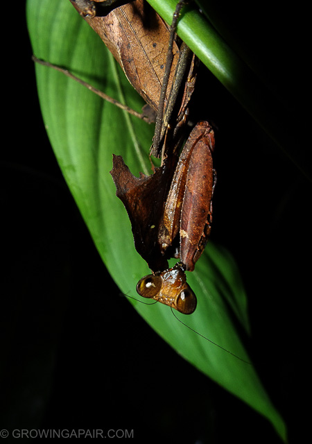 Preying mantis at night in the jungle