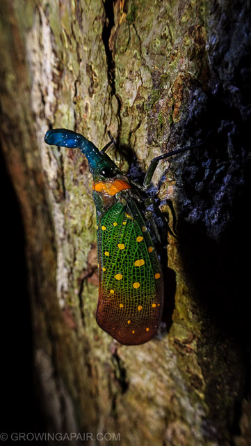 Borneo night walk insect