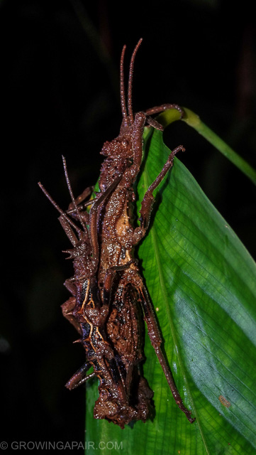 Insects night trek Kinabatangan Borneo