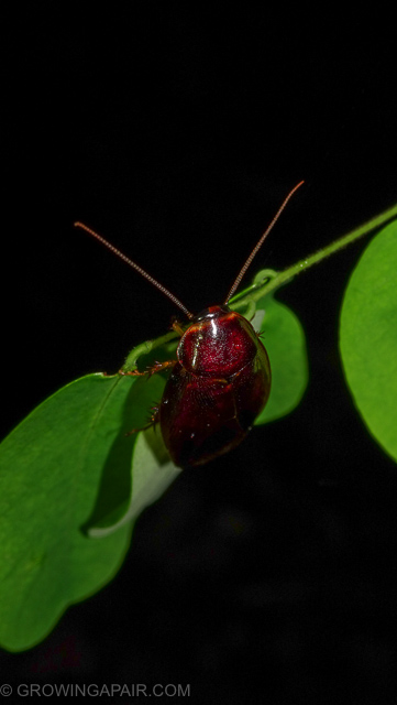 Beetle in the jungle ant night, Kinabatangan Borneo