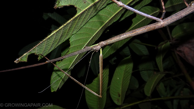 Gian Stick Insect Kinabatangan night walk jungle