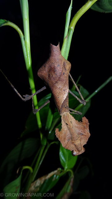 Leaf insect Borneo jungle