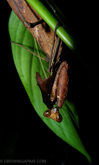 Borneo preying mantis Kinabatangan Malaysia