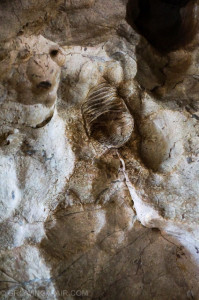 Trilobite fossil in the outback