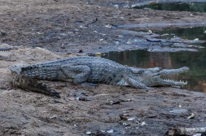 Windjana Gorge freshwater crocodiles