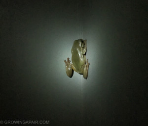 Toilet frogs in the outback