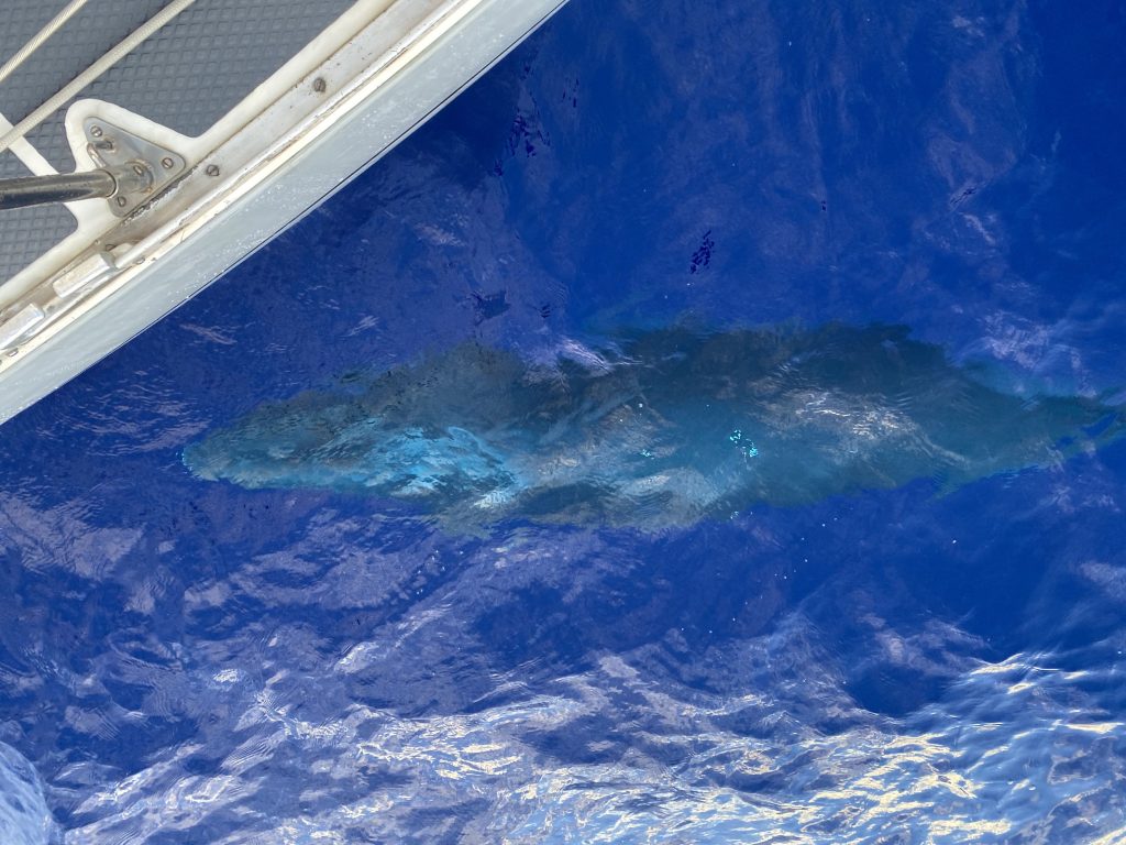 A minke whale beneath the boat